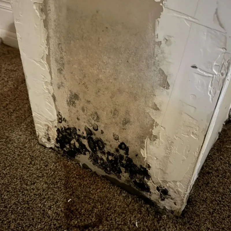 Professional Mold Removal in Lafayette, CA